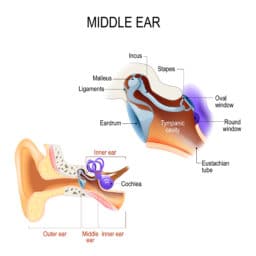 Middle ear. Three ossicles: malleus, incus, and stapes (hammer, anvil, and stirrup)