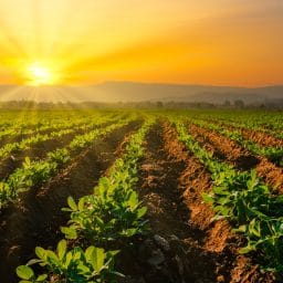 Shot of a farm with setting sun in the background