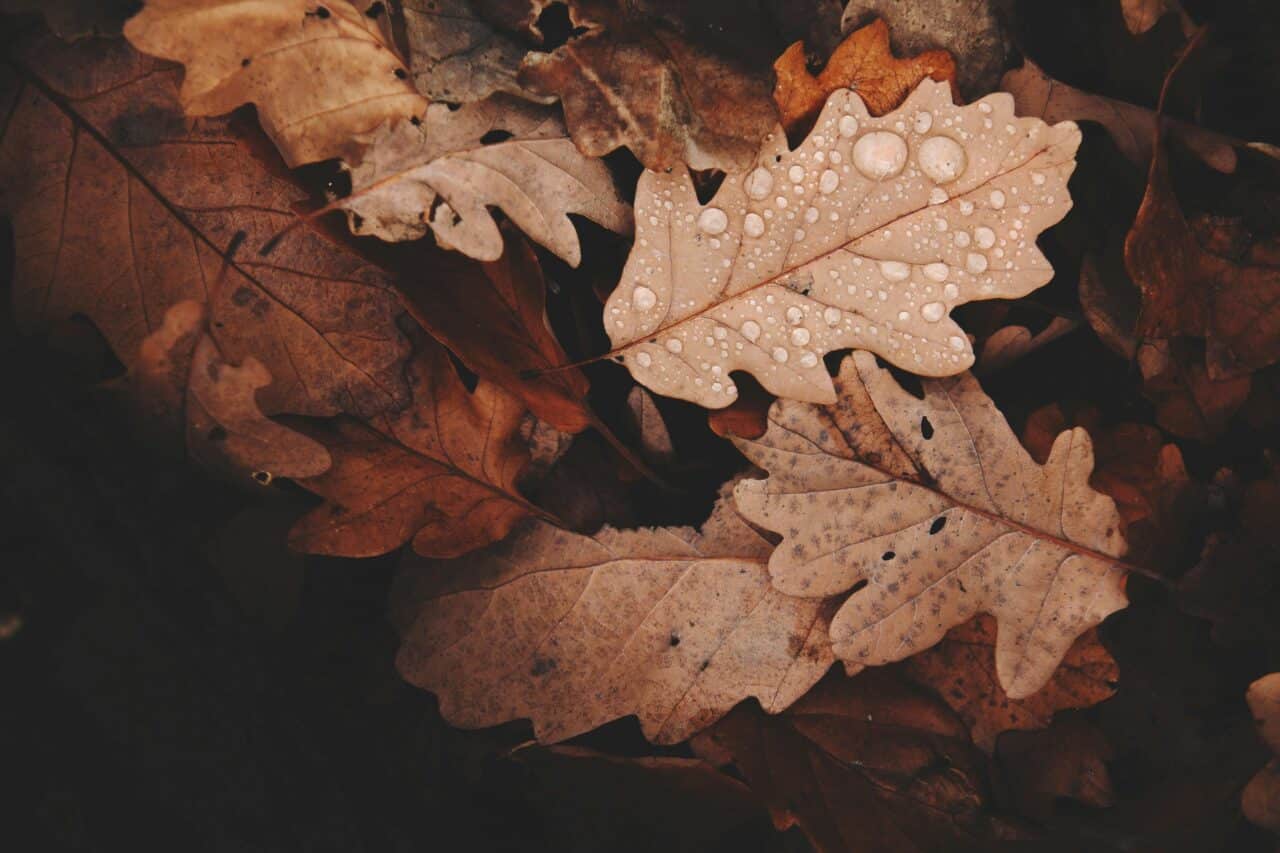 Fall leaves can hide mold, triggering mold allergy symptoms.