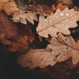 Fall leaves can hide mold, triggering mold allergy symptoms.