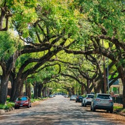 Beautiful tree-lined residential street with mature oak trees in North Alabama, USA
