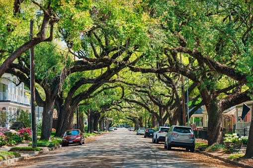 Beautiful tree-lined residential street with mature oak trees in North Alabama, USA